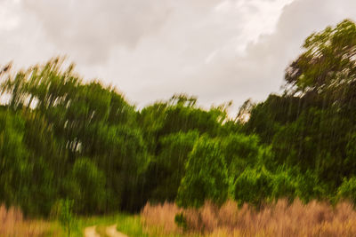 Close-up of grass on field against sky