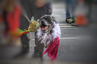 Portrait of dog on street