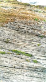 Close-up of landscape