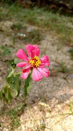 Close-up of pink flower blooming outdoors