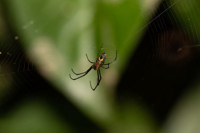 Close-up of spider on web