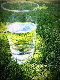 Close-up of grass in field