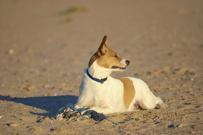 Dog looking away on sand