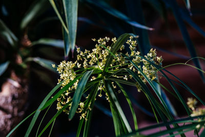 Close-up of plant