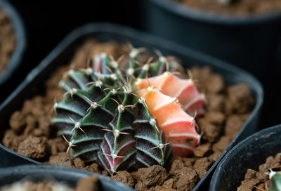 High angle view of cactus growing on potted plant