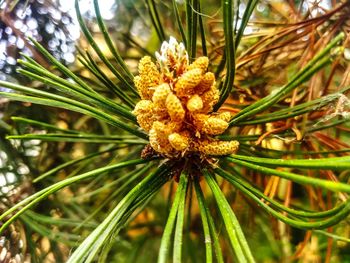 Close-up of flower growing on plant