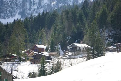 Trees and houses on snow covered landscape