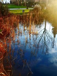 Reflection of tree in lake against sky