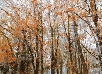 Low angle view of autumnal trees