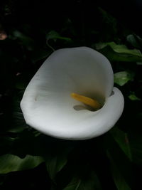 Close-up of white flowers