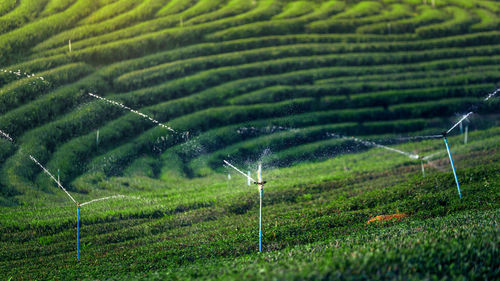 Scenic view of agricultural field