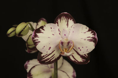 Close-up of pink orchid