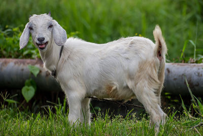 View of a dog on field