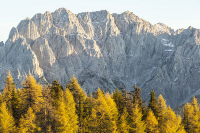 Scenic view of forest during autumn