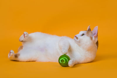 Cat lying on yellow background