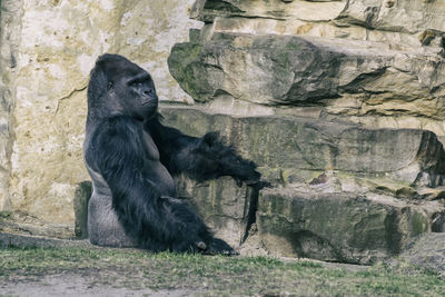 Monkey sitting on rock