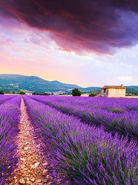 Purple flowering plants on field against sky during sunset