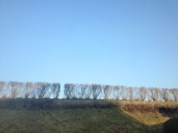 Trees on field against clear blue sky