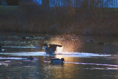 People swimming in lake