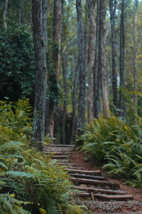 Trees growing in forest