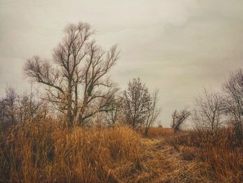 Bare trees on field against sky