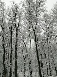 Low angle view of trees against sky
