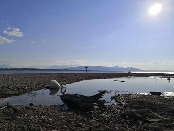 Scenic view of lake against sky with swan going into water