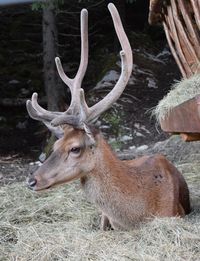 Close-up of deer on field