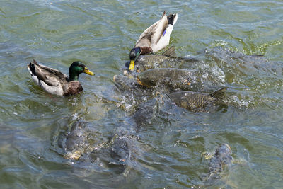 High angle view of ducks swimming in lake