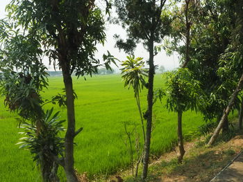 Trees on field