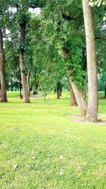 Trees on field