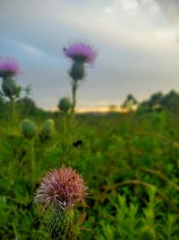 Close-up of thistle blooming on field against sky