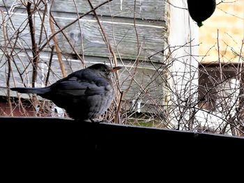 Close-up of bird perching on branch