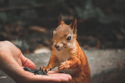 Cropped hand feeding seeds to squirrel