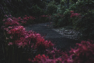 Pink flowering plants on land