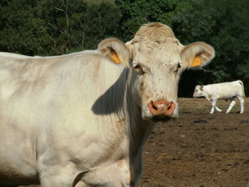 Close-up portrait of cow on sunny day