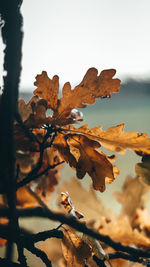 Close-up of dry leaves on tree against sky