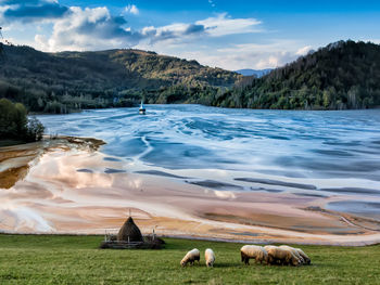 Sheep in a field