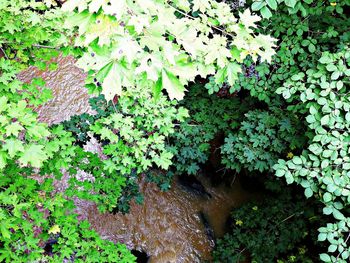 Plants growing in forest