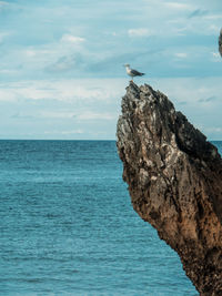 Bird perching on rock by sea against sky