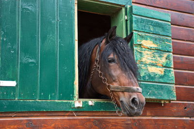 Brown horse in the stable looking out of the window of the stall