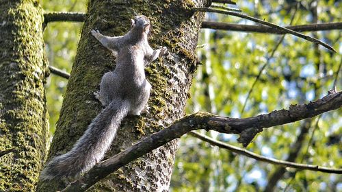 Low angle view of lizard on tree