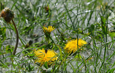 Close-up of flower blooming in field