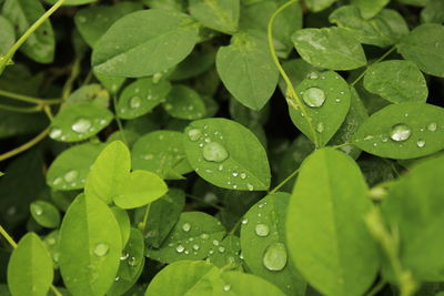 Close-up of water drops on leaves