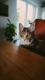 Portrait of cat on table at home