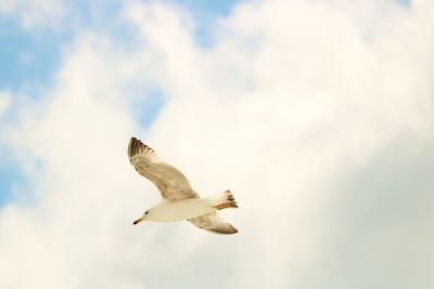 Low angle view of eagle flying against sky