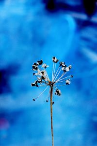 Close-up of flowering plant against blue sky