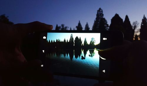 View of illuminated trees at night