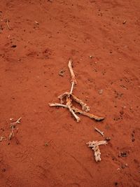 Desert, bones, animal remains, drought