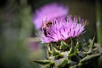 Close-up of honey bee on purple thistle flower